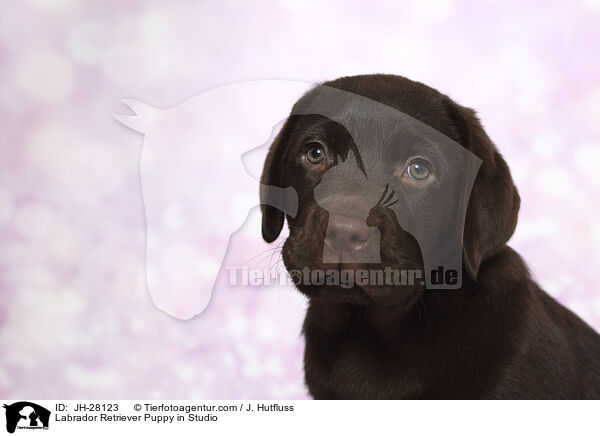 Labrador Retriever Welpe im Studio / Labrador Retriever Puppy in Studio / JH-28123
