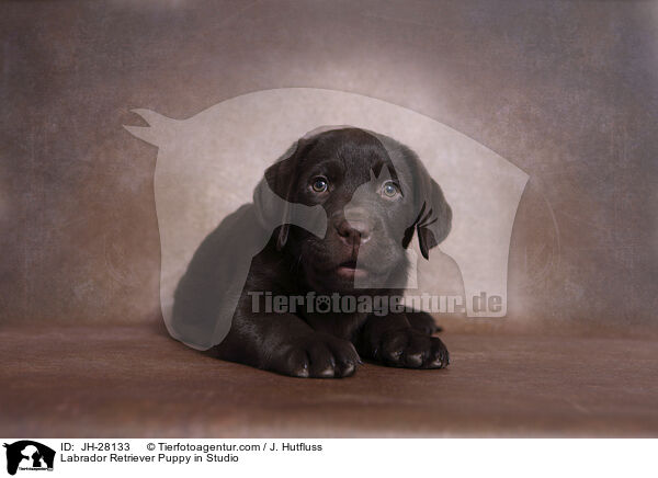 Labrador Retriever Welpe im Studio / Labrador Retriever Puppy in Studio / JH-28133