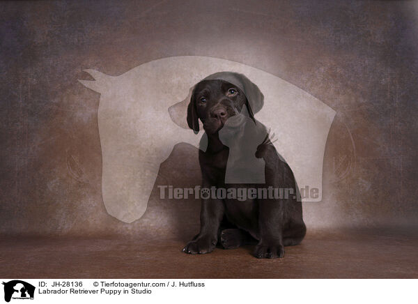 Labrador Retriever Welpe im Studio / Labrador Retriever Puppy in Studio / JH-28136