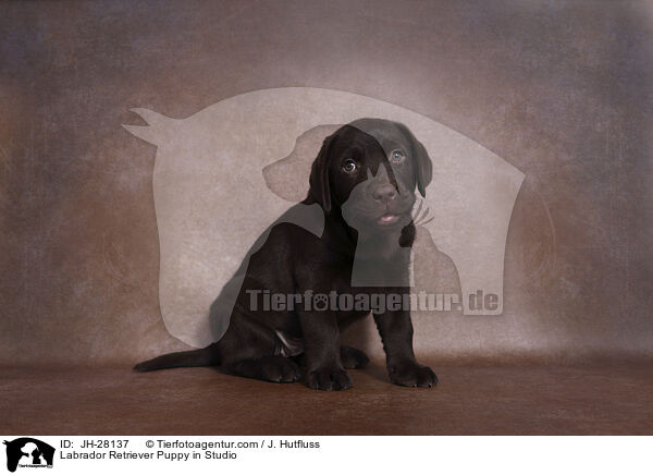 Labrador Retriever Welpe im Studio / Labrador Retriever Puppy in Studio / JH-28137