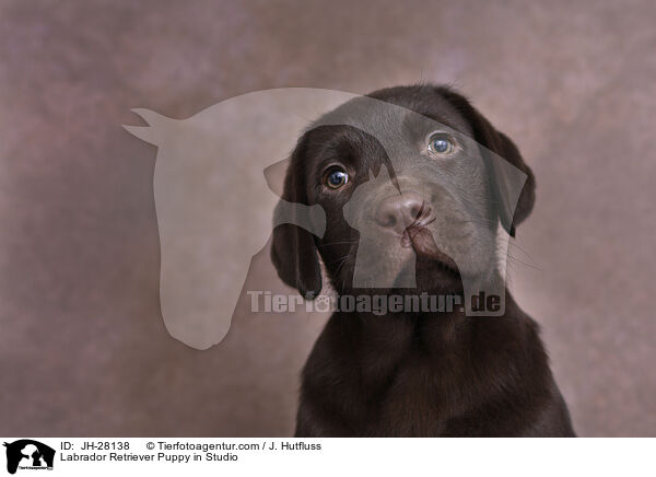 Labrador Retriever Welpe im Studio / Labrador Retriever Puppy in Studio / JH-28138