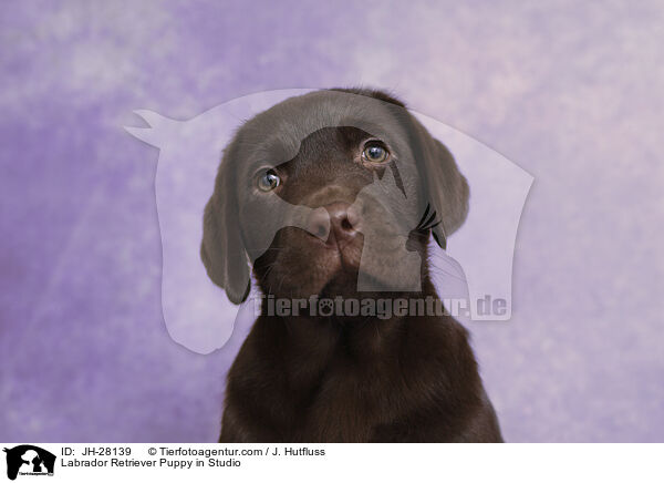 Labrador Retriever Welpe im Studio / Labrador Retriever Puppy in Studio / JH-28139