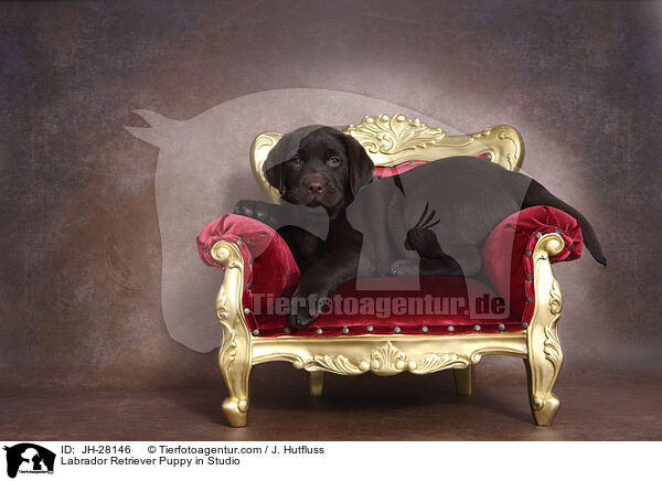 Labrador Retriever Welpe im Studio / Labrador Retriever Puppy in Studio / JH-28146