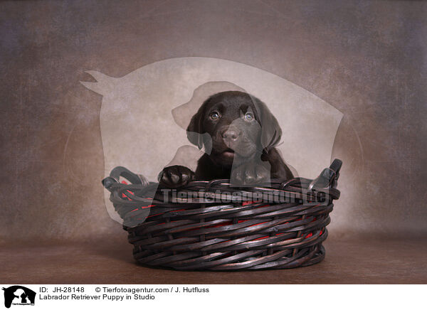 Labrador Retriever Welpe im Studio / Labrador Retriever Puppy in Studio / JH-28148