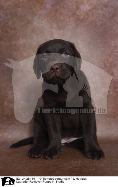 Labrador Retriever Welpe im Studio / Labrador Retriever Puppy in Studio / JH-28149