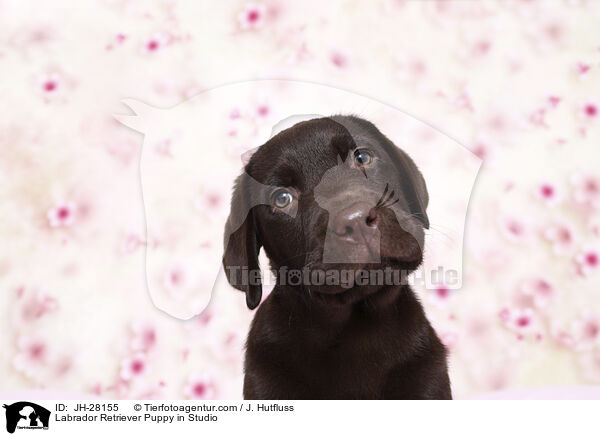 Labrador Retriever Welpe im Studio / Labrador Retriever Puppy in Studio / JH-28155