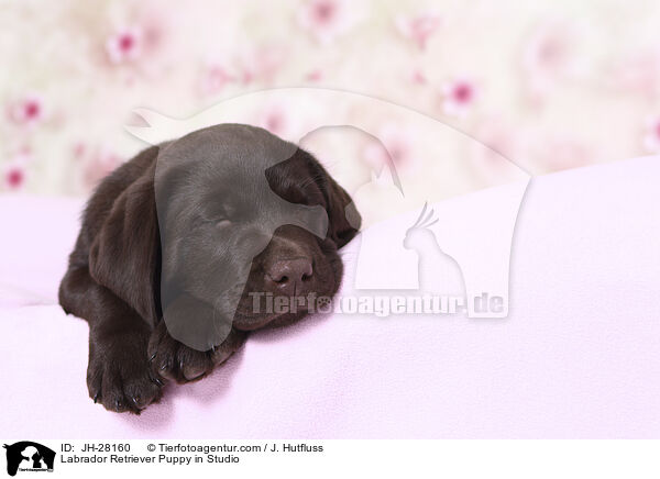 Labrador Retriever Welpe im Studio / Labrador Retriever Puppy in Studio / JH-28160