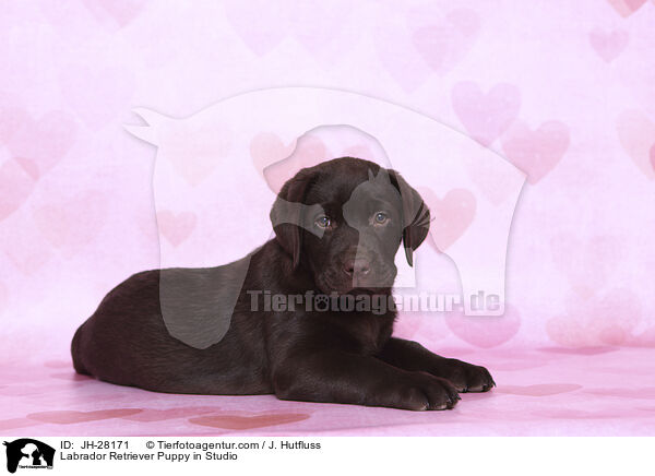 Labrador Retriever Welpe im Studio / Labrador Retriever Puppy in Studio / JH-28171