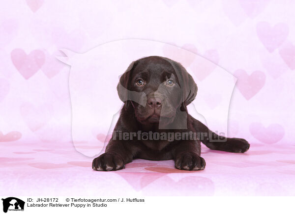 Labrador Retriever Welpe im Studio / Labrador Retriever Puppy in Studio / JH-28172