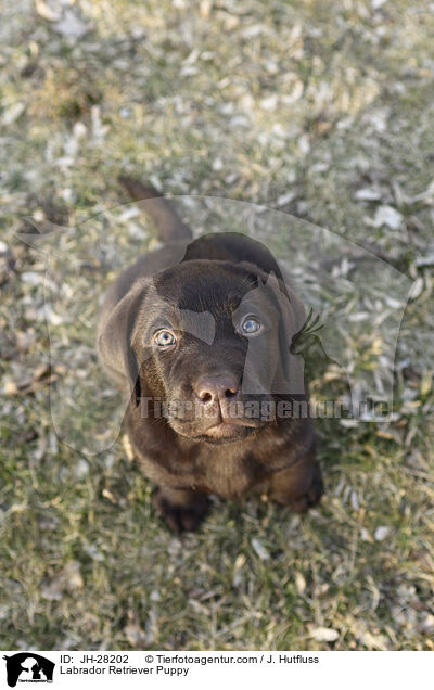 Labrador Retriever Welpe / Labrador Retriever Puppy / JH-28202