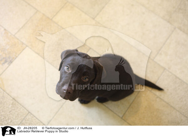 Labrador Retriever Welpe im Studio / Labrador Retriever Puppy in Studio / JH-28205