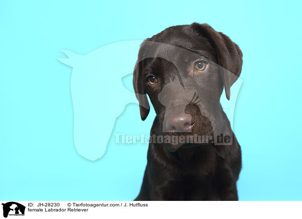 Labrador Retriever Hndin / female Labrador Retriever / JH-28230