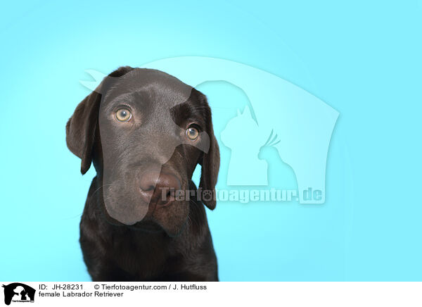 Labrador Retriever Hndin / female Labrador Retriever / JH-28231