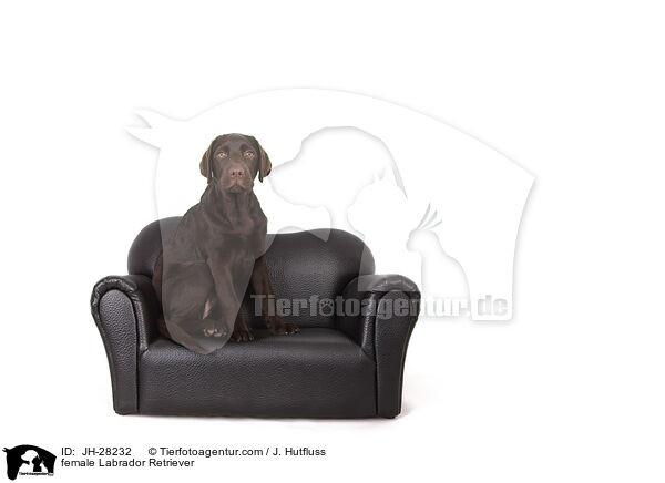 Labrador Retriever Hndin / female Labrador Retriever / JH-28232