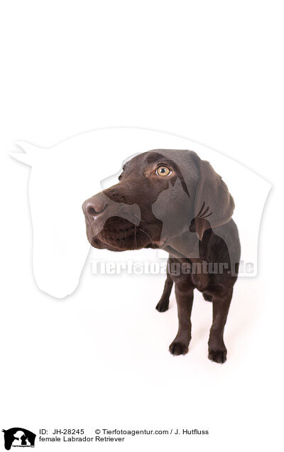 Labrador Retriever Hndin / female Labrador Retriever / JH-28245