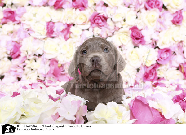 Labrador Retriever Welpe / Labrador Retriever Puppy / JH-28264