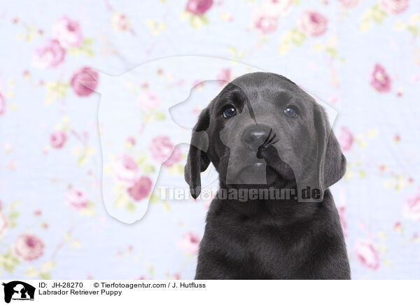 Labrador Retriever Welpe / Labrador Retriever Puppy / JH-28270