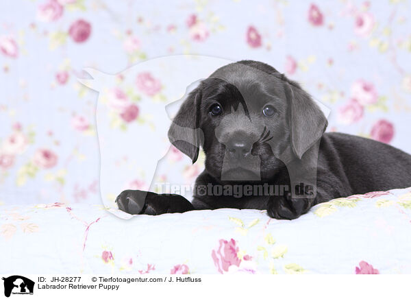 Labrador Retriever Puppy / JH-28277