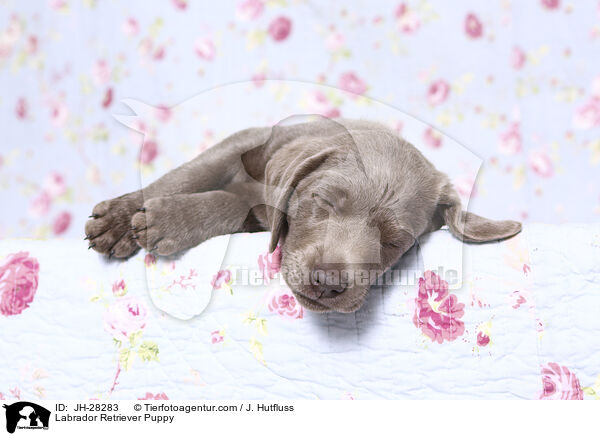 Labrador Retriever Welpe / Labrador Retriever Puppy / JH-28283