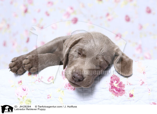 Labrador Retriever Welpe / Labrador Retriever Puppy / JH-28284
