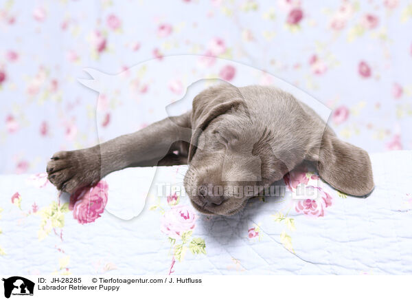 Labrador Retriever Welpe / Labrador Retriever Puppy / JH-28285