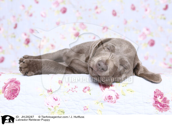 Labrador Retriever Welpe / Labrador Retriever Puppy / JH-28287