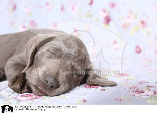 Labrador Retriever Welpe / Labrador Retriever Puppy / JH-28298