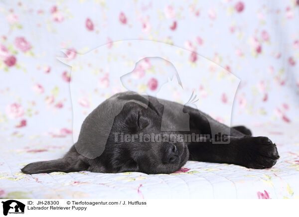 Labrador Retriever Welpe / Labrador Retriever Puppy / JH-28300