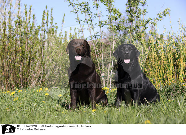 2 Labrador Retriever / 2 Labrador Retriever / JH-28329