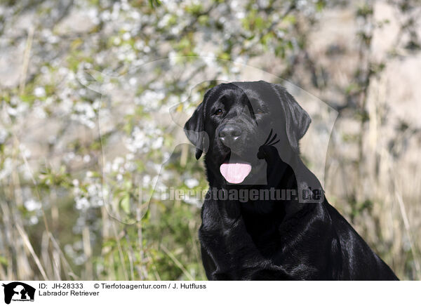 Labrador Retriever / Labrador Retriever / JH-28333