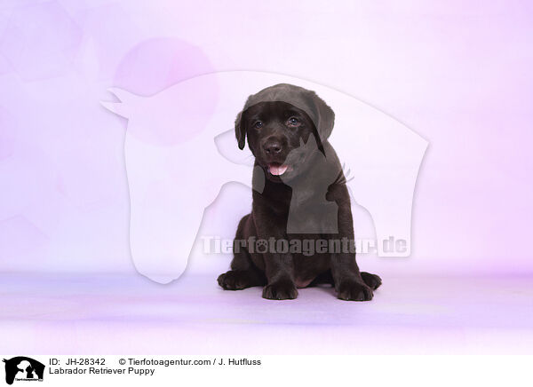 Labrador Retriever Welpe / Labrador Retriever Puppy / JH-28342