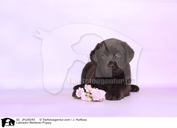 Labrador Retriever Welpe / Labrador Retriever Puppy / JH-28345