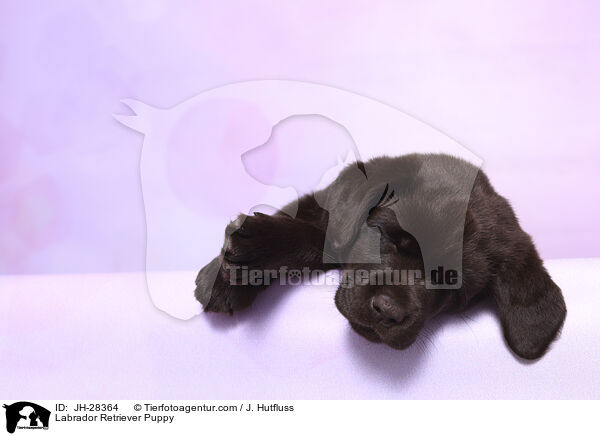 Labrador Retriever Welpe / Labrador Retriever Puppy / JH-28364