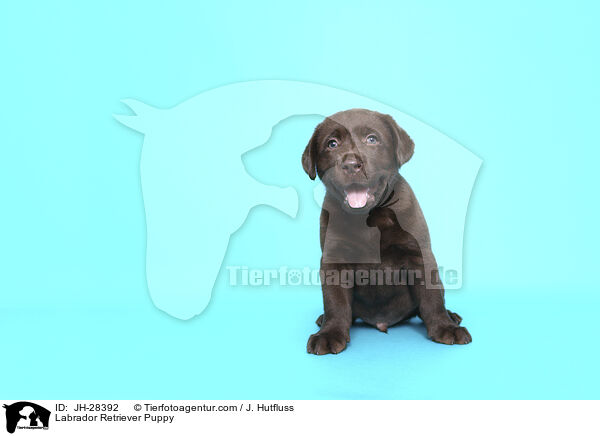 Labrador Retriever Welpe / Labrador Retriever Puppy / JH-28392