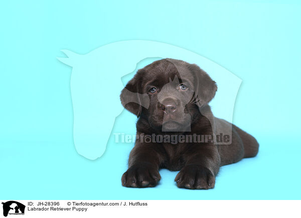 Labrador Retriever Welpe / Labrador Retriever Puppy / JH-28396