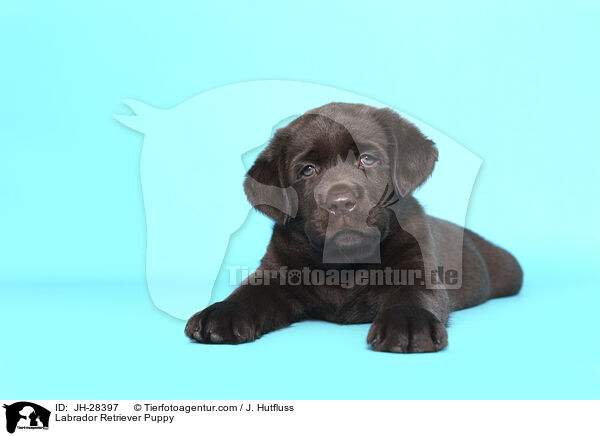 Labrador Retriever Welpe / Labrador Retriever Puppy / JH-28397