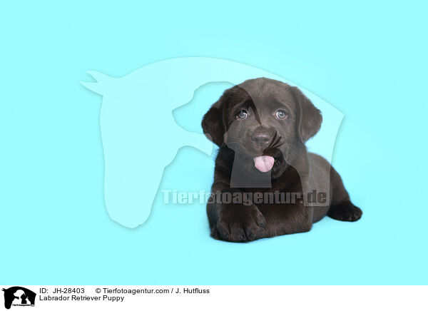 Labrador Retriever Welpe / Labrador Retriever Puppy / JH-28403