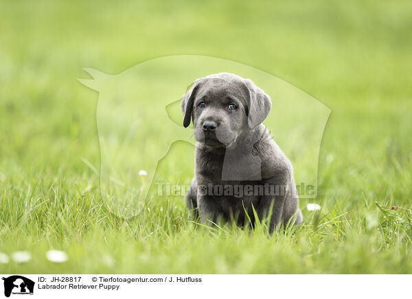 Labrador Retriever Welpe / Labrador Retriever Puppy / JH-28817