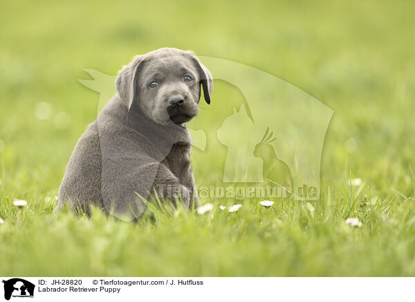 Labrador Retriever Welpe / Labrador Retriever Puppy / JH-28820