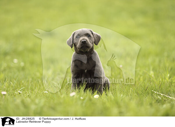 Labrador Retriever Welpe / Labrador Retriever Puppy / JH-28825