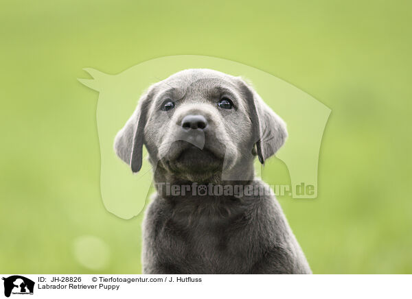 Labrador Retriever Welpe / Labrador Retriever Puppy / JH-28826