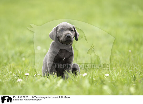 Labrador Retriever Welpe / Labrador Retriever Puppy / JH-28828