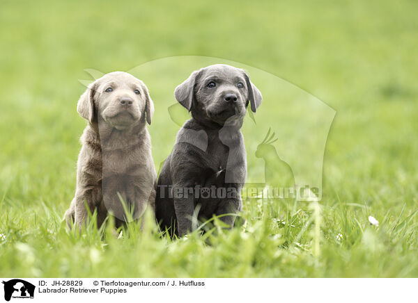 Labrador Retriever Welpen / Labrador Retriever Puppies / JH-28829