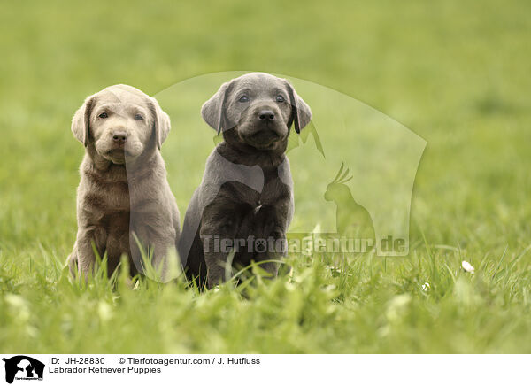 Labrador Retriever Welpen / Labrador Retriever Puppies / JH-28830