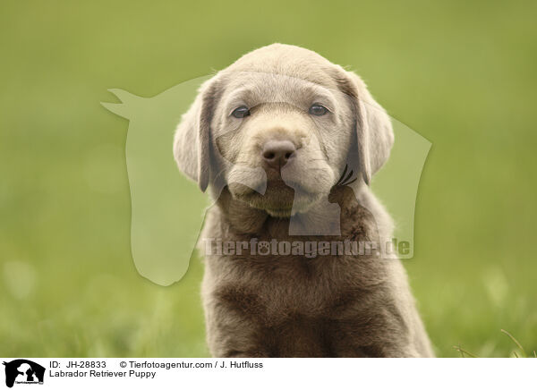 Labrador Retriever Welpe / Labrador Retriever Puppy / JH-28833