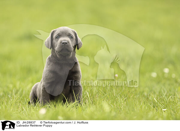 Labrador Retriever Welpe / Labrador Retriever Puppy / JH-28837