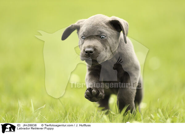 Labrador Retriever Welpe / Labrador Retriever Puppy / JH-28838