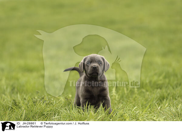 Labrador Retriever Welpe / Labrador Retriever Puppy / JH-28861