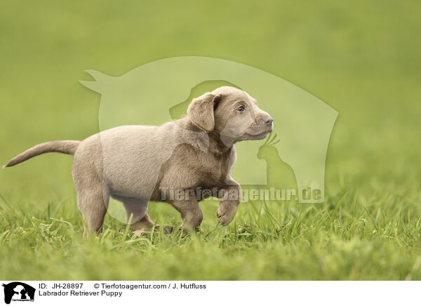 Labrador Retriever Welpe / Labrador Retriever Puppy / JH-28897