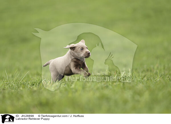 Labrador Retriever Welpe / Labrador Retriever Puppy / JH-28898